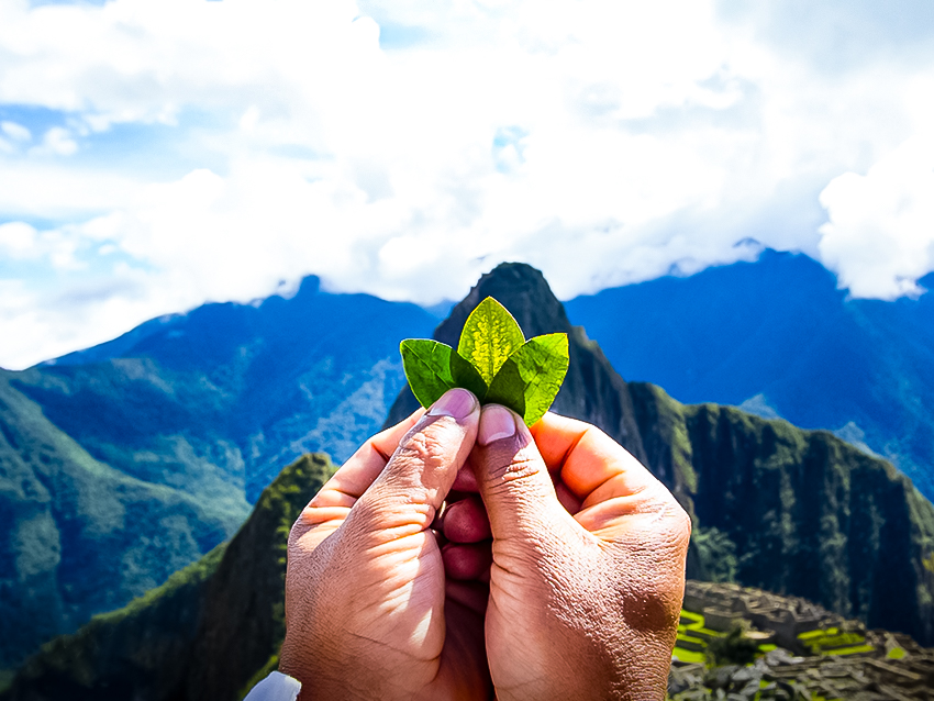 Use coca leaves or coca tea